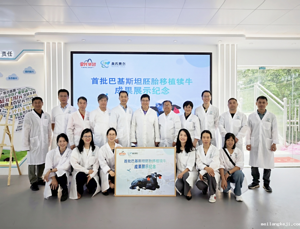 巴基斯坦胚胎移植犊牛培育成功，皇氏集团打造行业发展新标杆